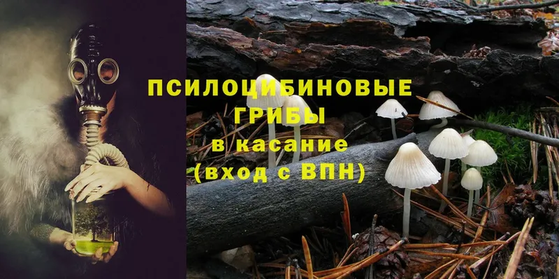 сколько стоит  Ардон  Галлюциногенные грибы Psilocybine cubensis 